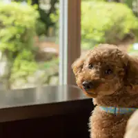 ภาพสุนัข