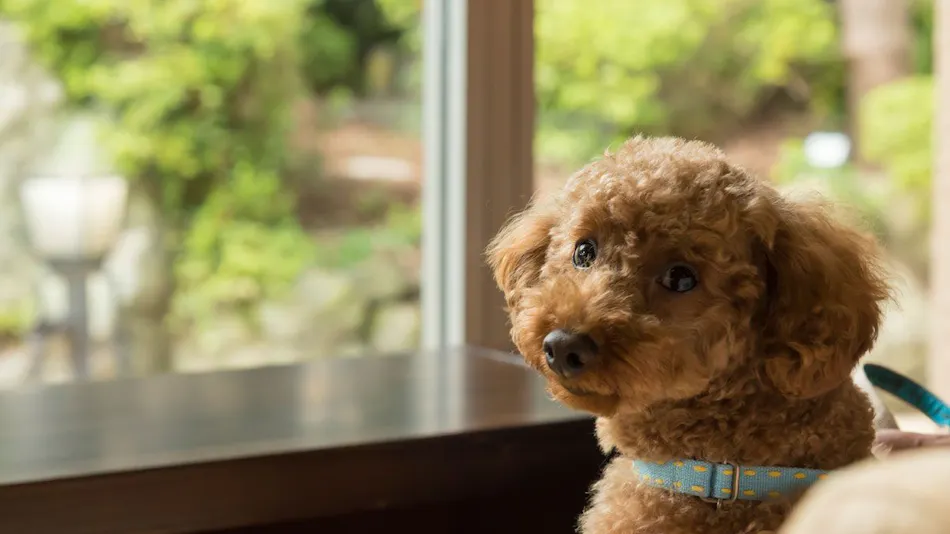 Authentic Inn for Stays with Your Beloved Dog - Awara Onsen Tsukika