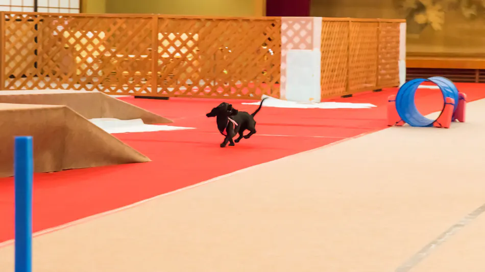 Authentic Inn for Stays with Your Beloved Dog - Awara Onsen Tsukika