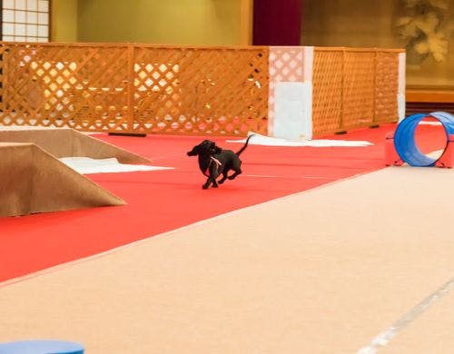 愛犬と過ごす本格旅館　あわら温泉　月香