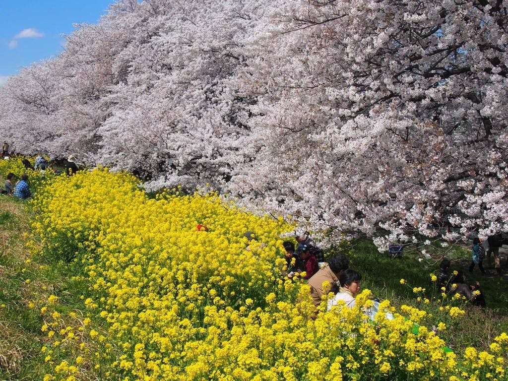 ซากุระยามค่ำคืนที่คุมะกายะ ซากุระ ซึสึมิ