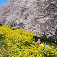 ซากุระยามค่ำคืนที่คุมะกายะ ซากุระ ซึสึมิ