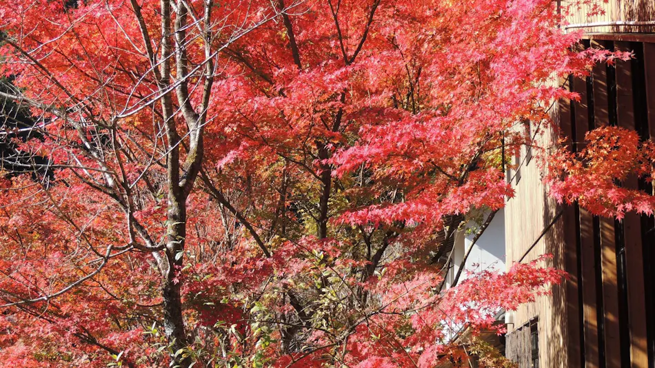 Nakatsu Valley Yunomori