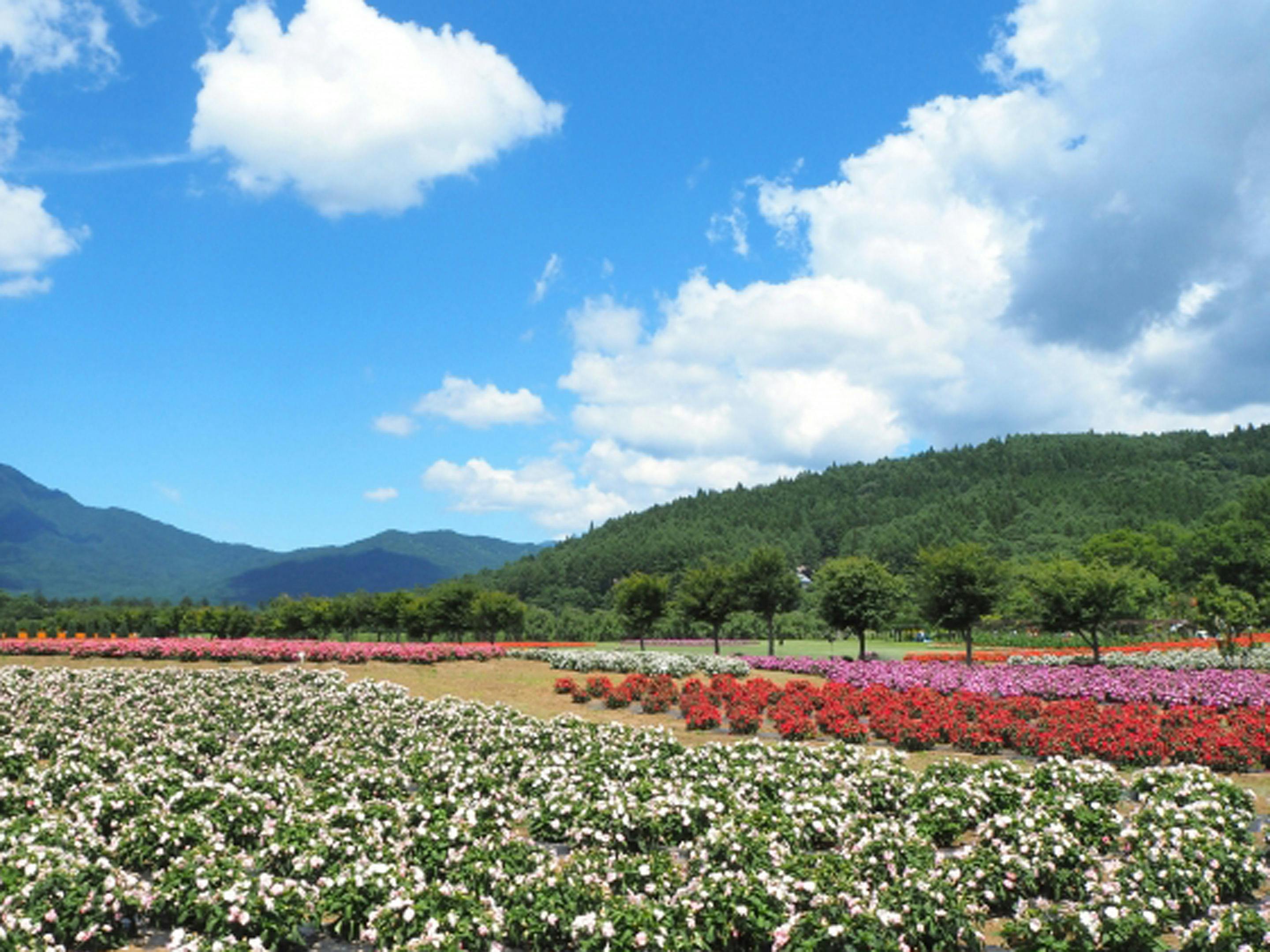 9月は様々な花が見頃を迎えます