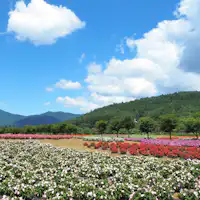 9月は様々な花が見頃を迎えます