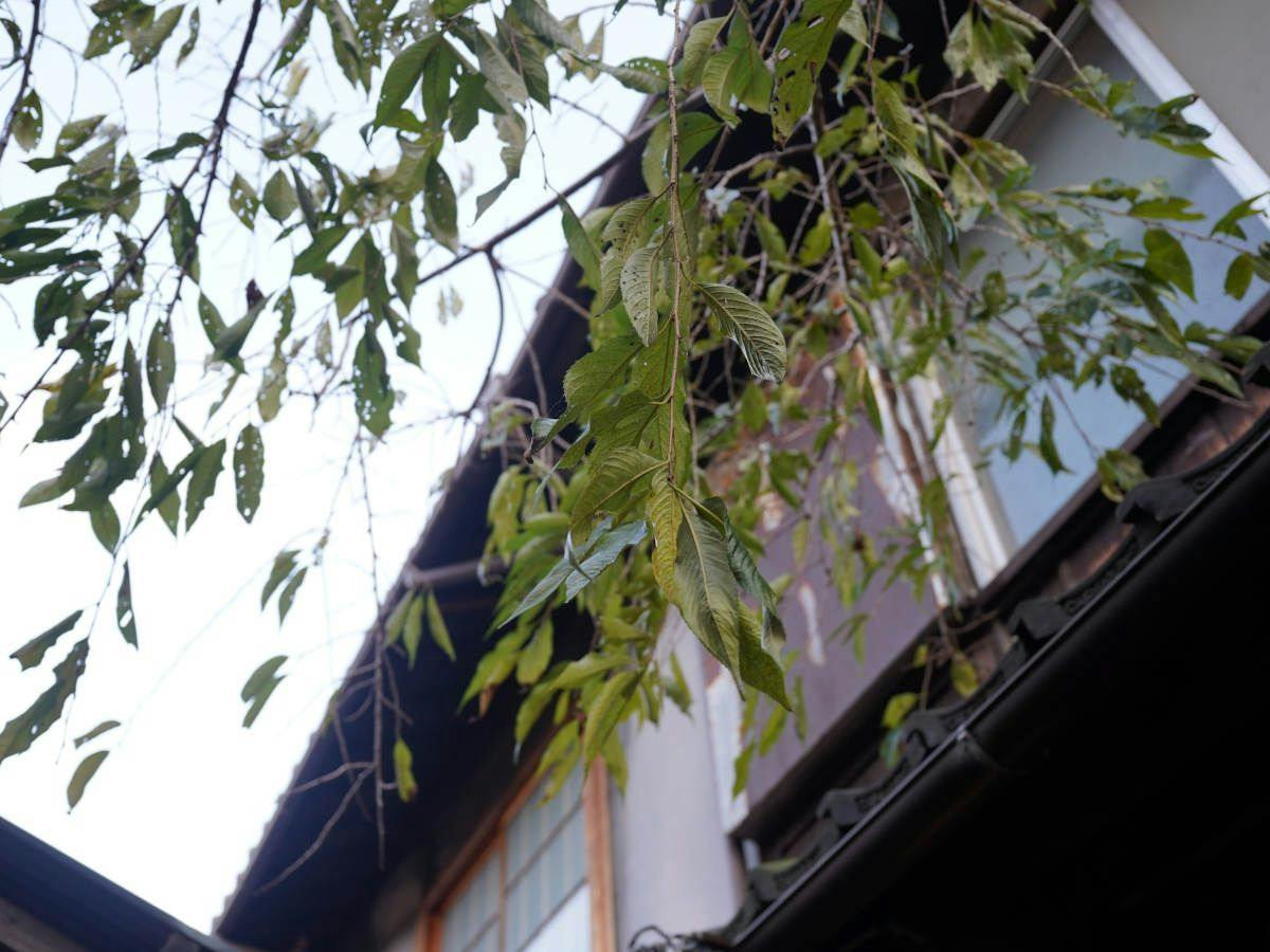 Kaikoan Shizuka