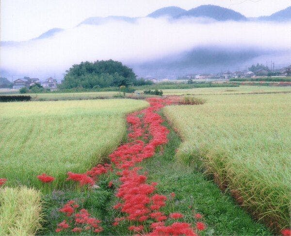 Ryokan Chatani
