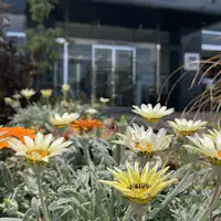 植栽