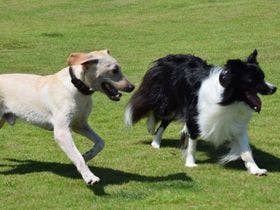 Ｂ＆Ｂ　犬遊楽