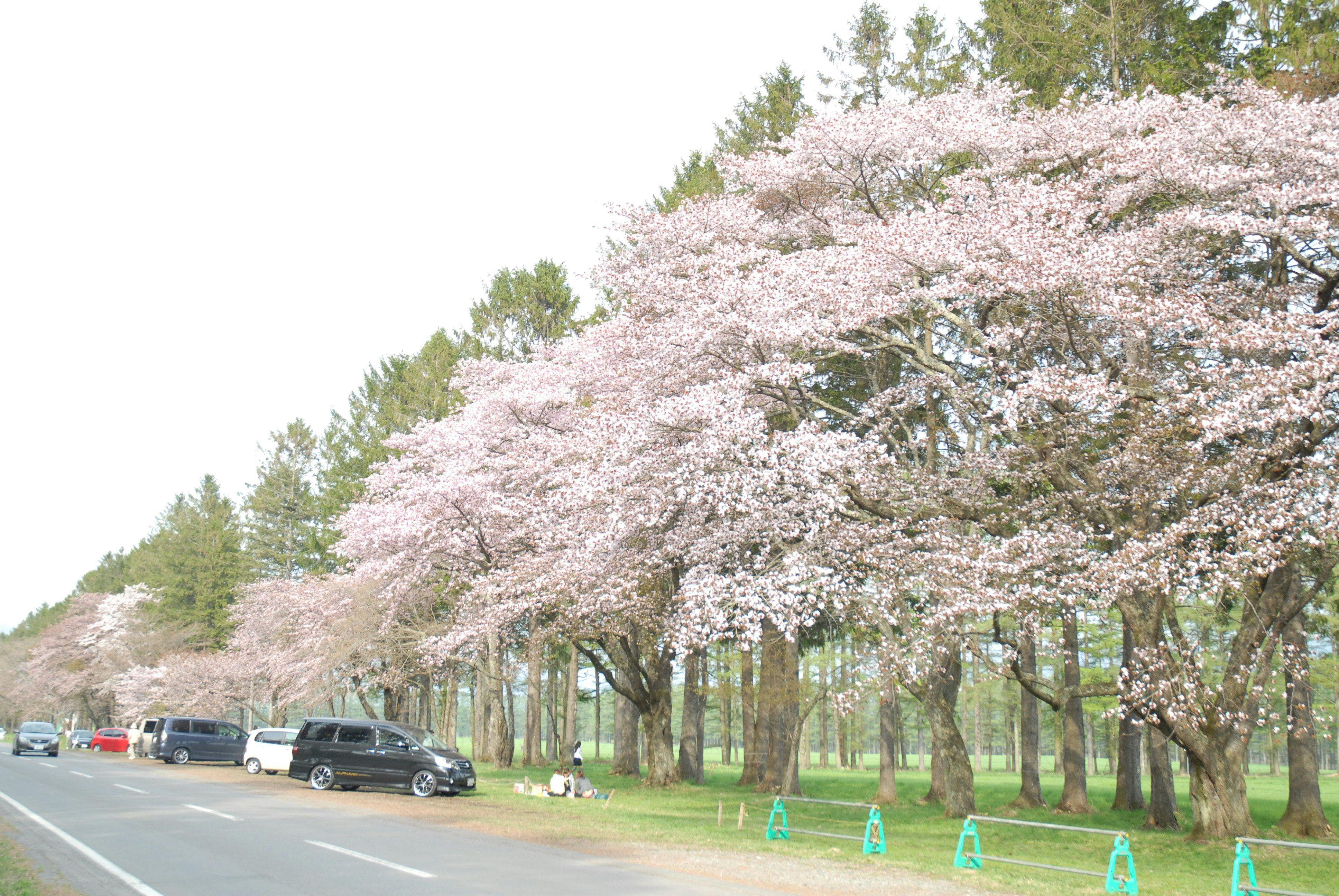 ถนนนิจุกเค็นที่มีชื่อเสียงเรื่องดอกซากุระ