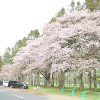 ถนนนิจุกเค็นที่มีชื่อเสียงเรื่องดอกซากุระ