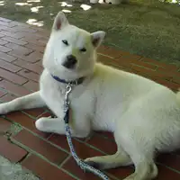 สุนัขต้อนรับ "ฟุคุ" จะคอยต้อนรับคุณ