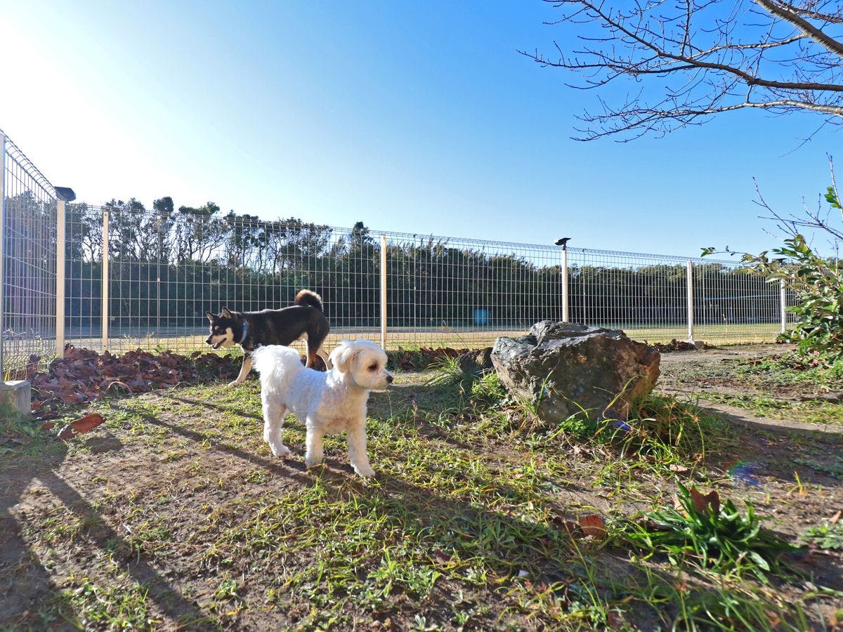เรายังมีพื้นที่วิ่งเล่นสำหรับสุนัขในบริเวณที่พัก