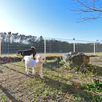 เรายังมีพื้นที่วิ่งเล่นสำหรับสุนัขในบริเวณที่พัก