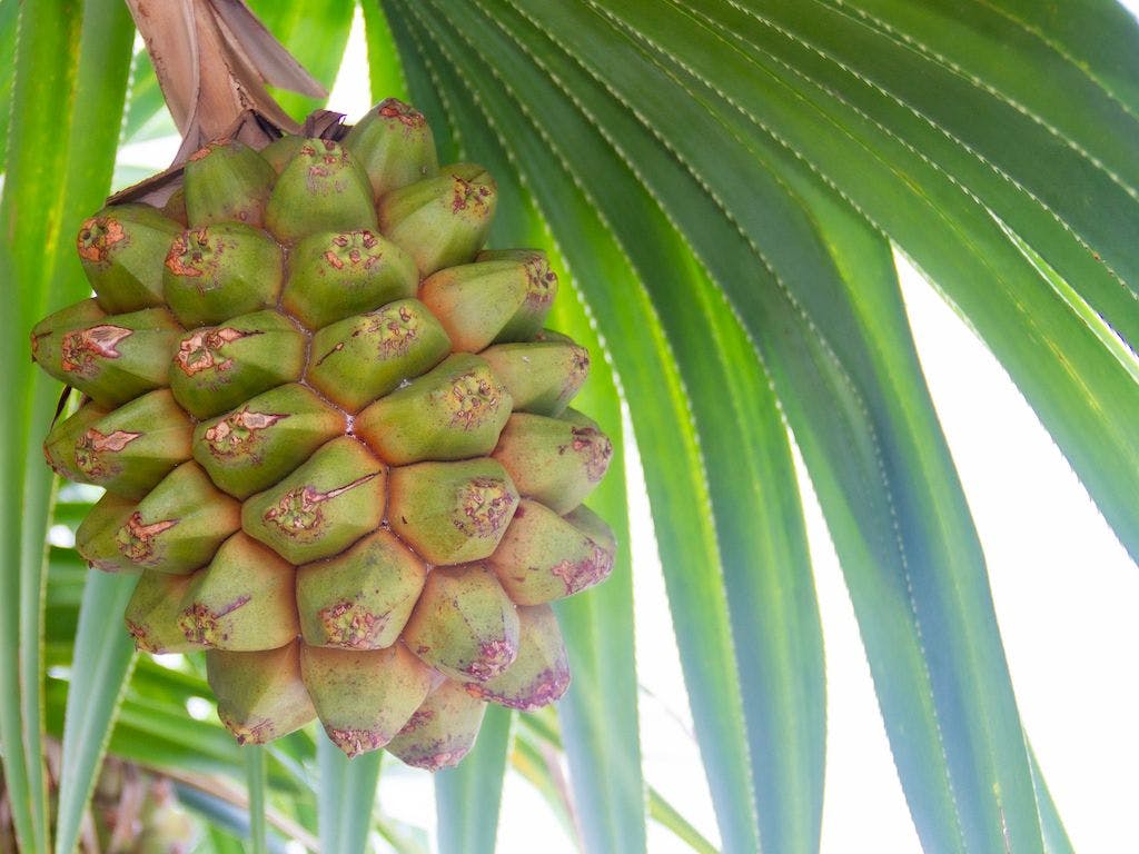 Khu vườn