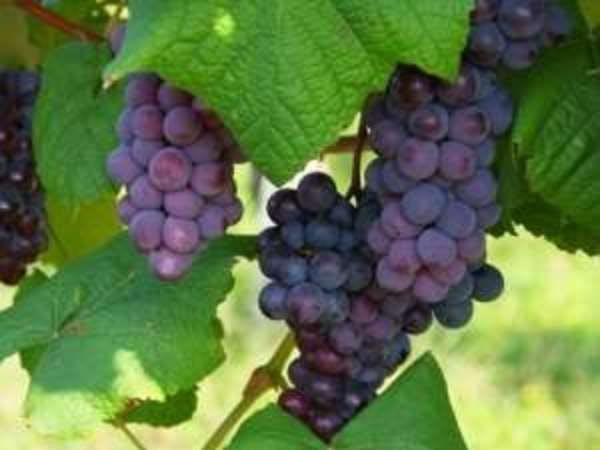 Musim panas hingga musim gugur, petik buah di Kebun Buah Ano.