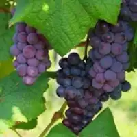 Musim panas hingga musim gugur, petik buah di Kebun Buah Ano.