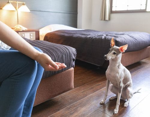 【ワンちゃん洋室】フォースルーム