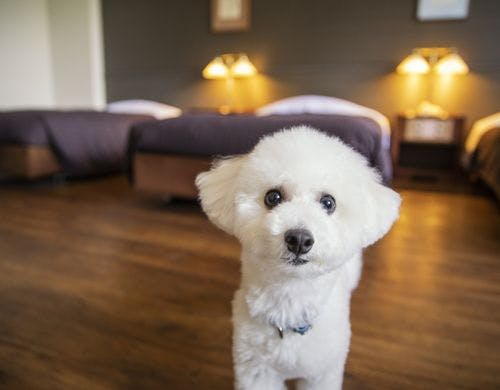 【ペット洋室】