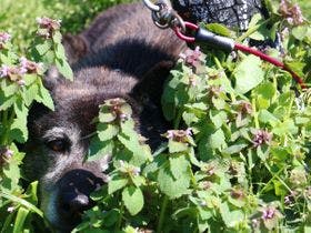 民宿　桃華園　＜佐渡島＞