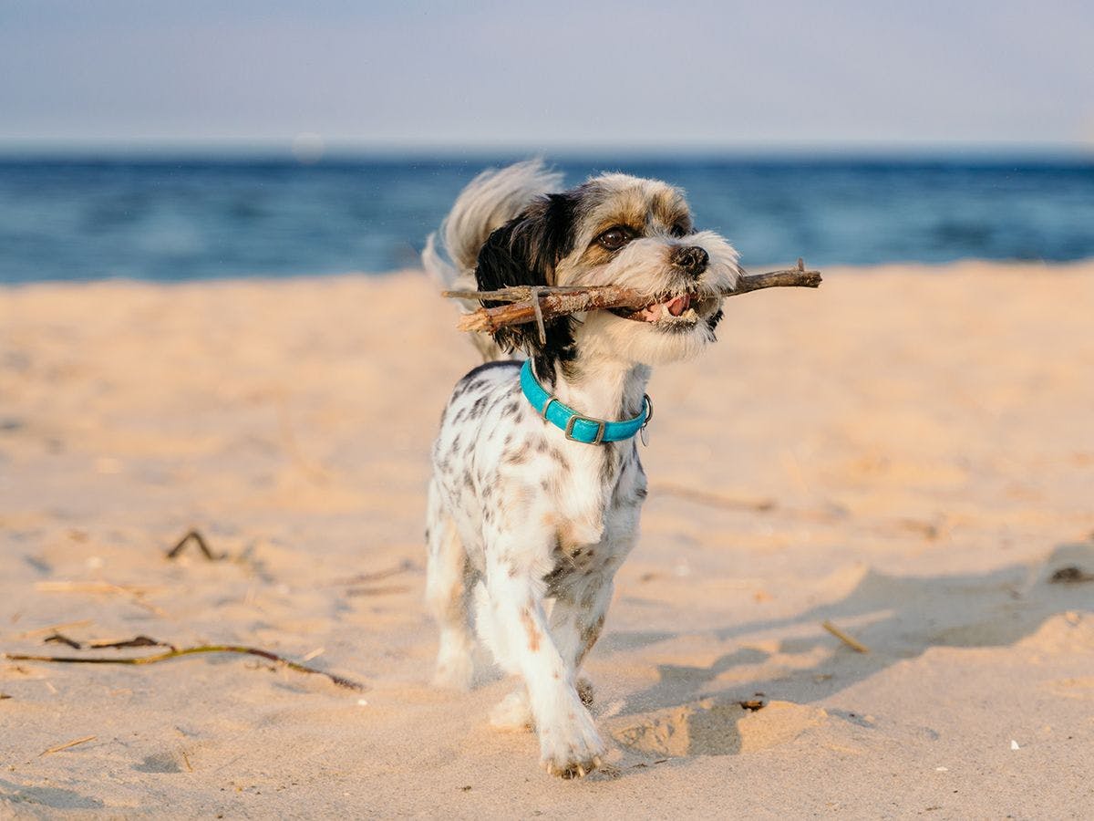 แผนสัตว์เลี้ยง (สุนัขที่รัก)