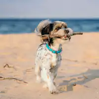 แผนสัตว์เลี้ยง (สุนัขที่รัก)