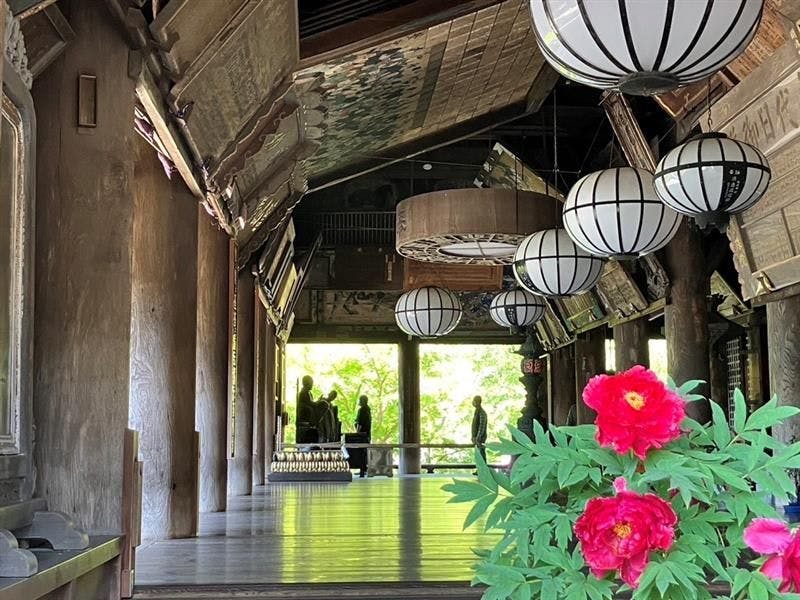 五月是欣賞長谷寺牡丹的最佳時節。