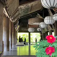 五月是欣賞長谷寺牡丹的最佳時節。