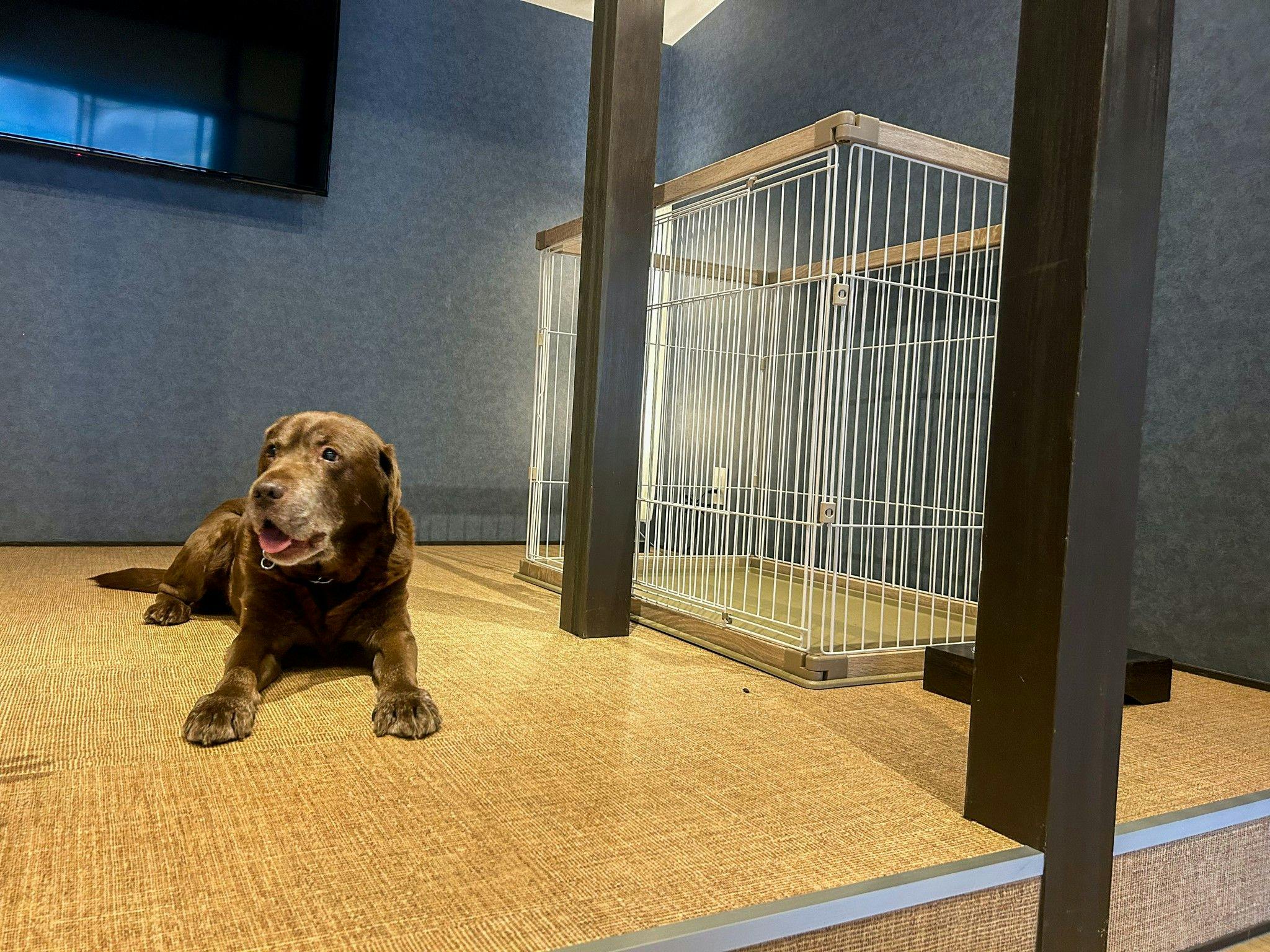 유후쿠 최초의 반려동물 동반 가능 호텔입니다.