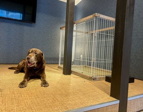 有福初のペット可ホテルです。