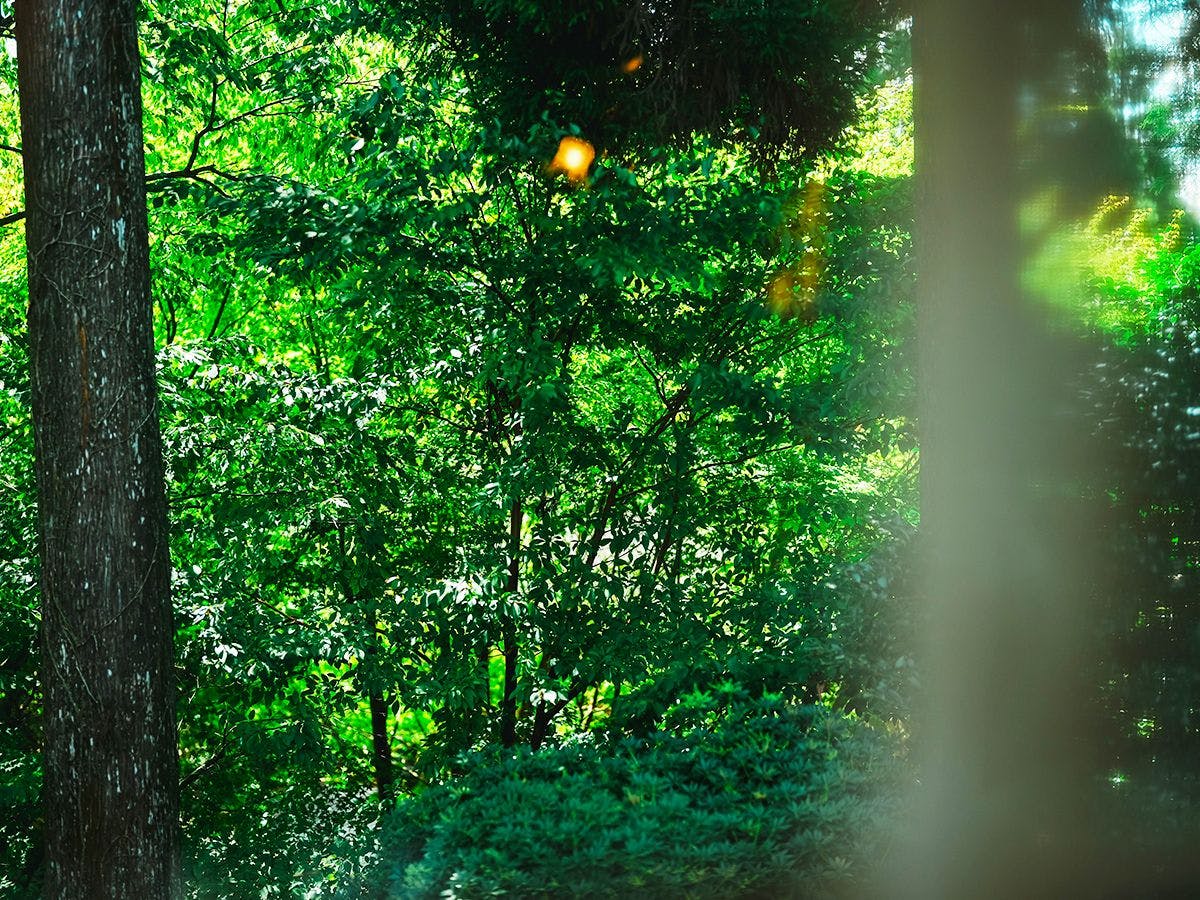 Kurokawa Forest Trees