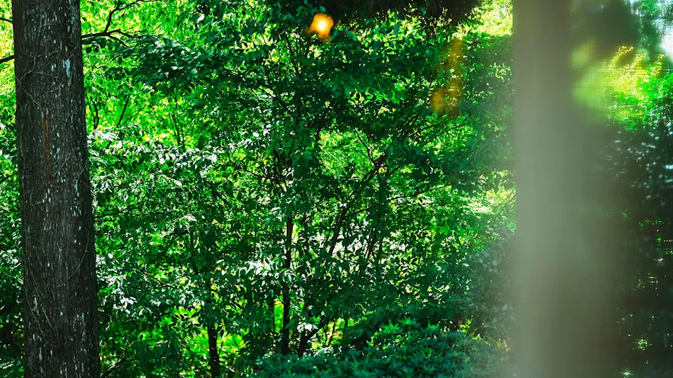 Kurokawa Forest Trees