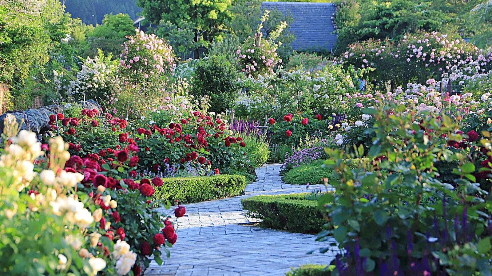 *【กิจกรรม】Rosanberry Tawada