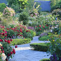 *【กิจกรรม】Rosanberry Tawada