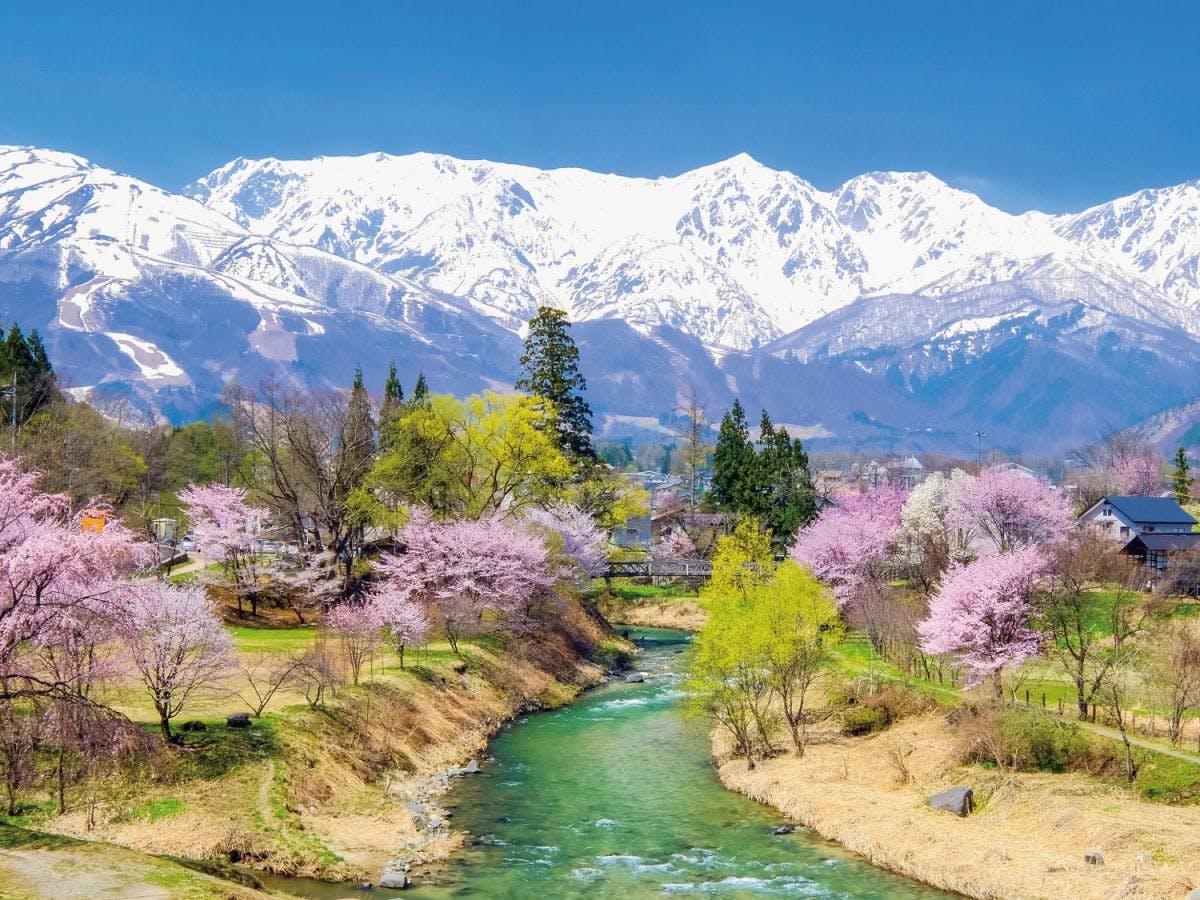 *Musim semi di Hakuba / Biasanya bunga sakura mencapai puncak mekarnya sekitar pertengahan April setiap tahun