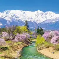 *Musim semi di Hakuba / Biasanya bunga sakura mencapai puncak mekarnya sekitar pertengahan April setiap tahun