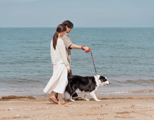 愛犬ステイルームROOM１