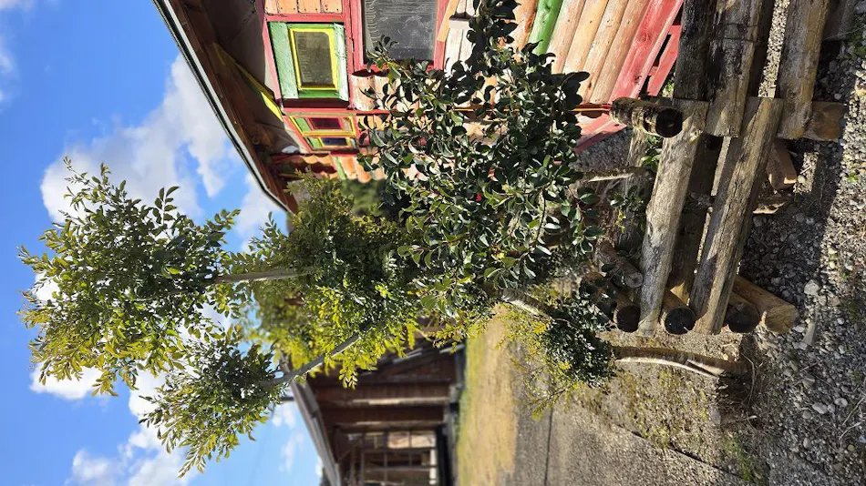 Minpaku "Hinokuma"