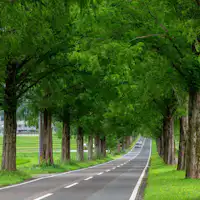 เมตาเซโคเอีย นามิกิ ฤดูร้อน