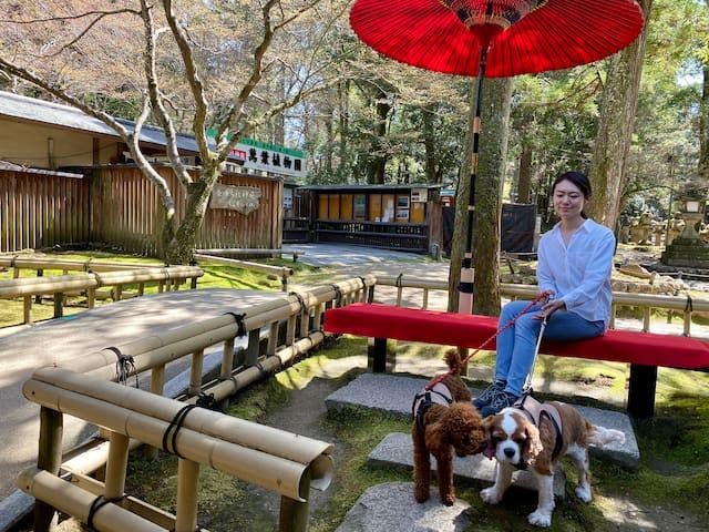 Bersiar-siar dengan anjing di Taman Nara (Kasuga Chaya).