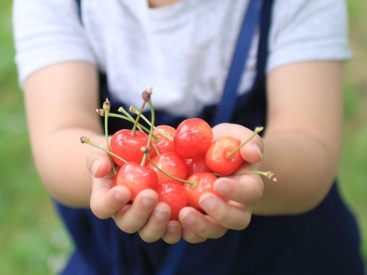 เก็บเชอร์รี่ (ภาพใช้เพื่อประกอบการโฆษณา)