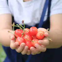 เก็บเชอร์รี่ (ภาพใช้เพื่อประกอบการโฆษณา)