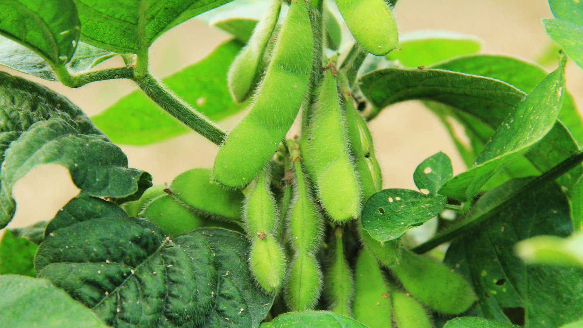 ผักที่ปลูกเอง