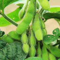 ผักที่ปลูกเอง