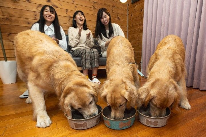 With Dogs Hotel Forest Hills Nasu