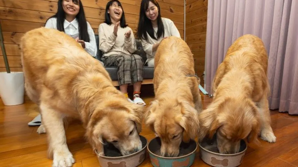 With Dogs Hotel Forest Hills Nasu
