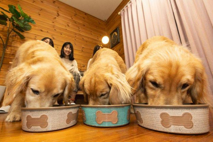With Dogs Hotel Forest Hills Nasu