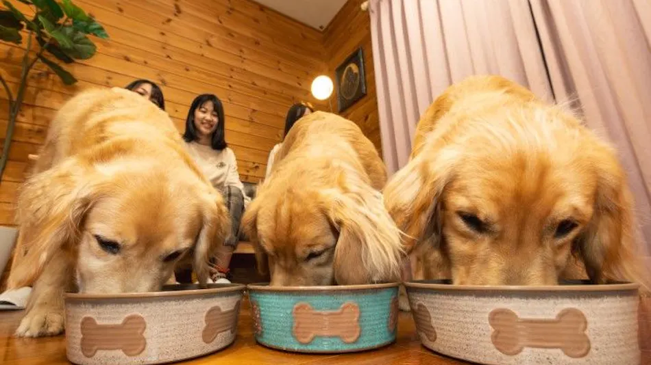 With Dogs Hotel Forest Hills Nasu