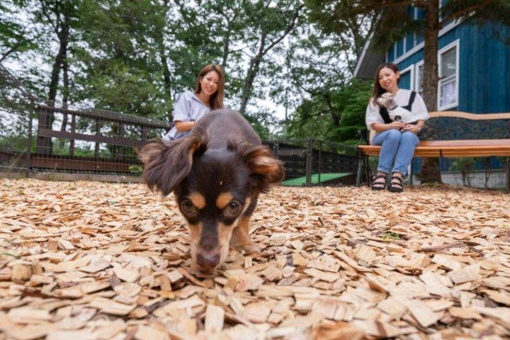 With Dogs Hotel Forest Hills Nasu