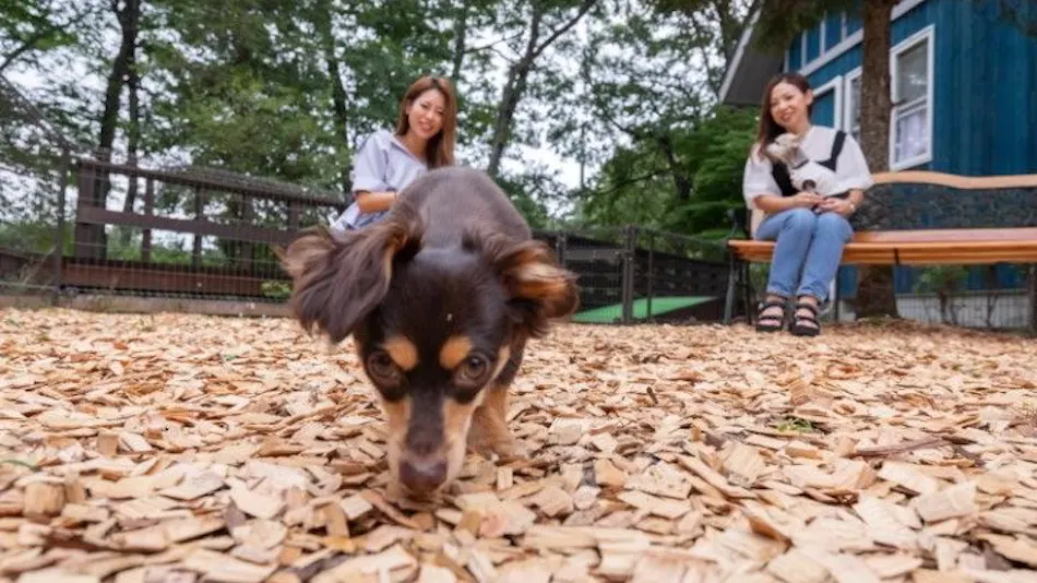 With Dogs Hotel Forest Hills Nasu